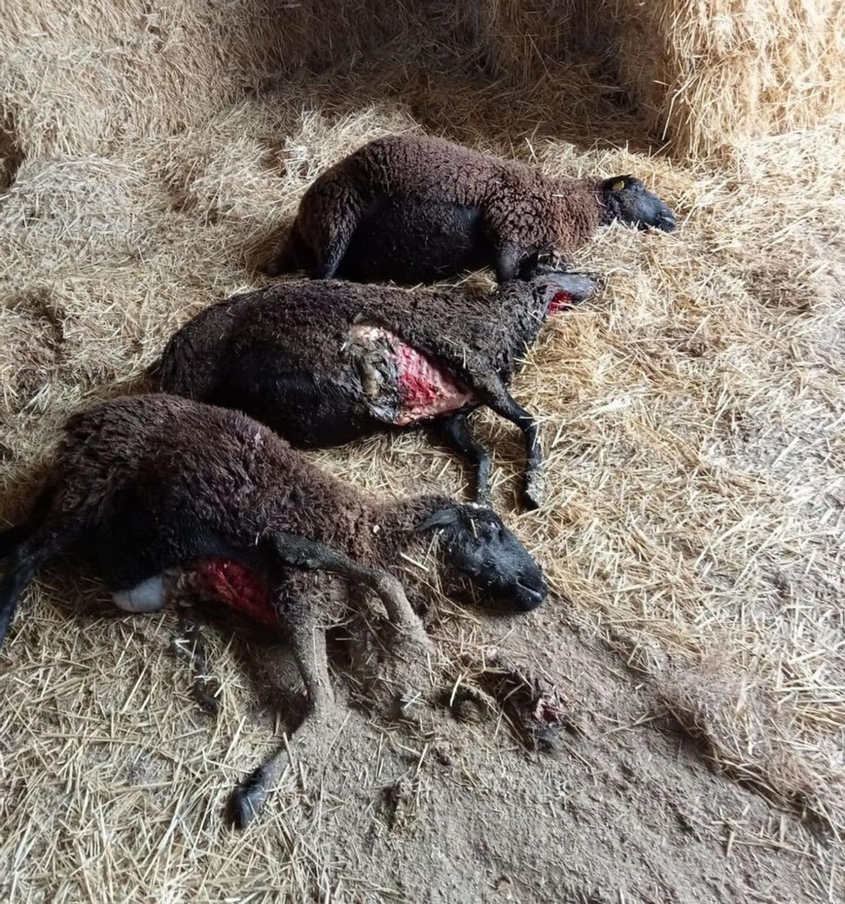 El lobo mata en Torrefrades cuatro ovejas de raza castellana negra