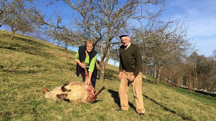 Loli Bermúdez y Víctor Molina, con una de las ovejas atacadas.