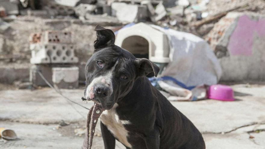 Niños y animales son los más afectados por las situaciones de pobreza extrema debido a su mayor vulnerabilidad.