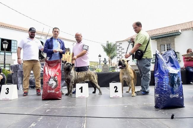 Celebración del I Certamen Nacional de perro ...