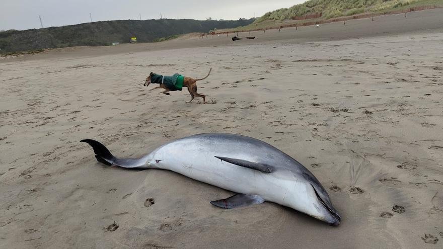 Encuentran un delfín varado en la playa de San Juan de Nieva