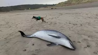 Encuentran un delfín varado en la playa de San Juan de Nieva