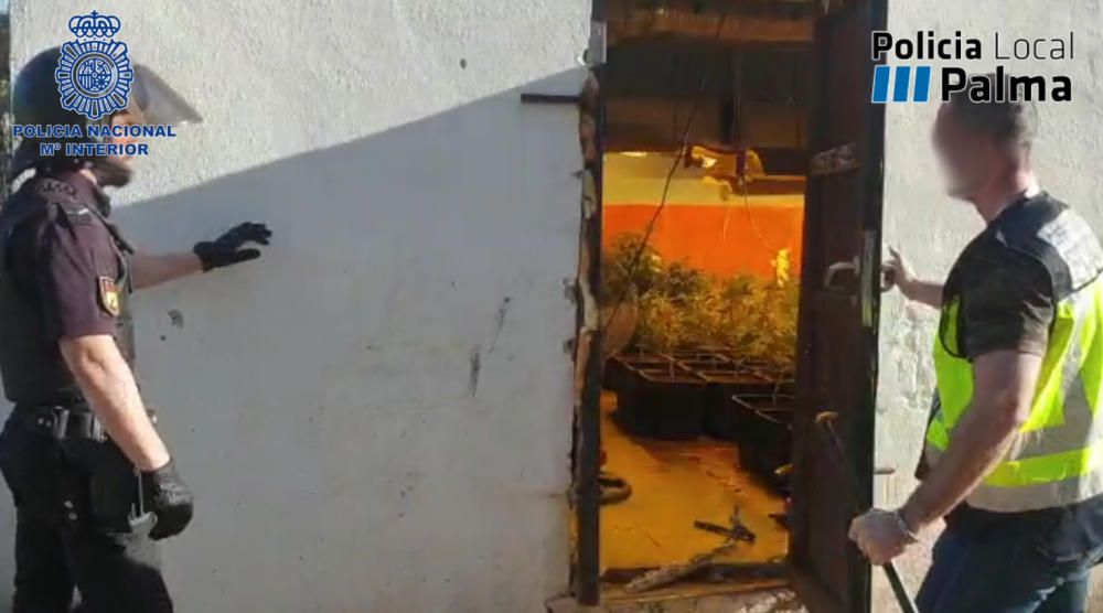 La Policía Nacional desmantela una plantación de marihuana que distribuía a Son Banya