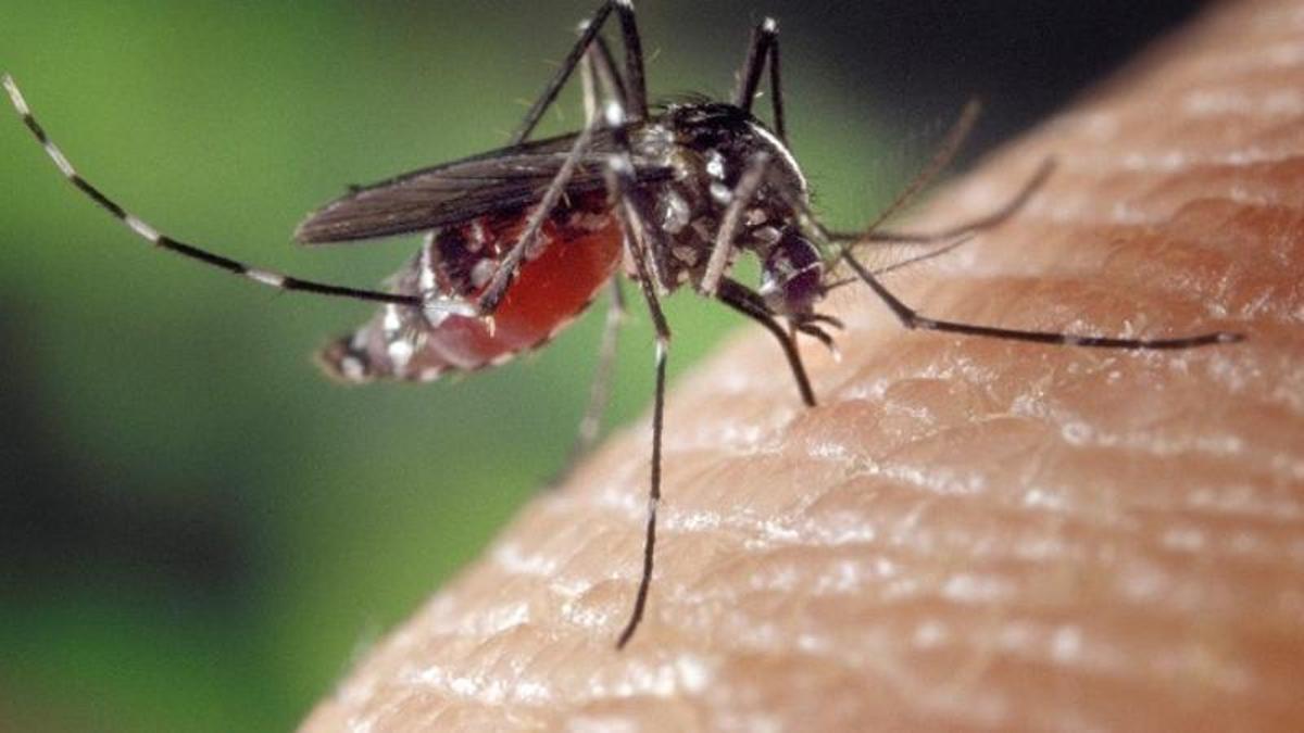 Imatge d'arxiu d'un mosquit tigre.