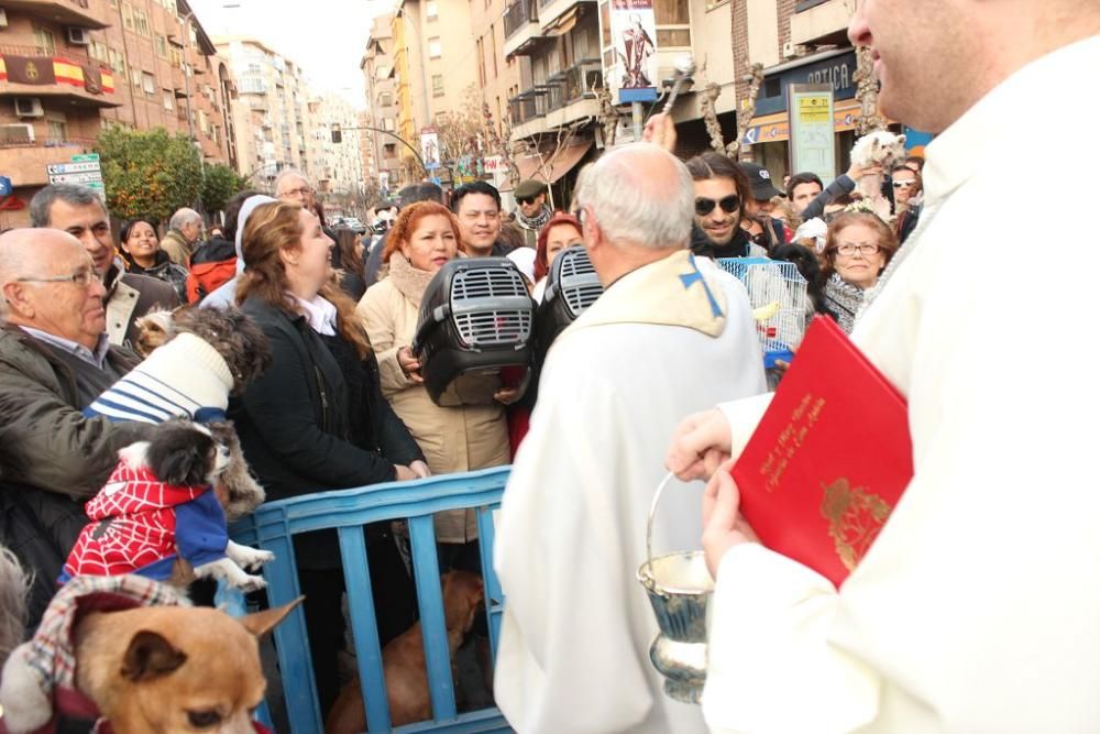 Bendición de San Antón en Murcia