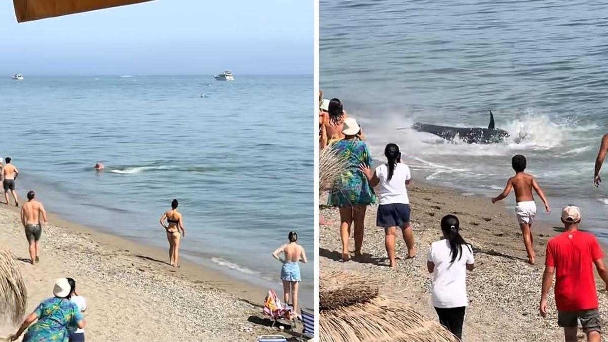 Un enorme pez persigue a un bañista en una playa de Marbella.