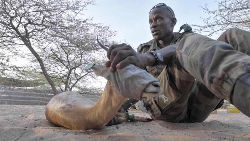 Vídeo de la reintroducción de la gacela dorcas en el Senegal