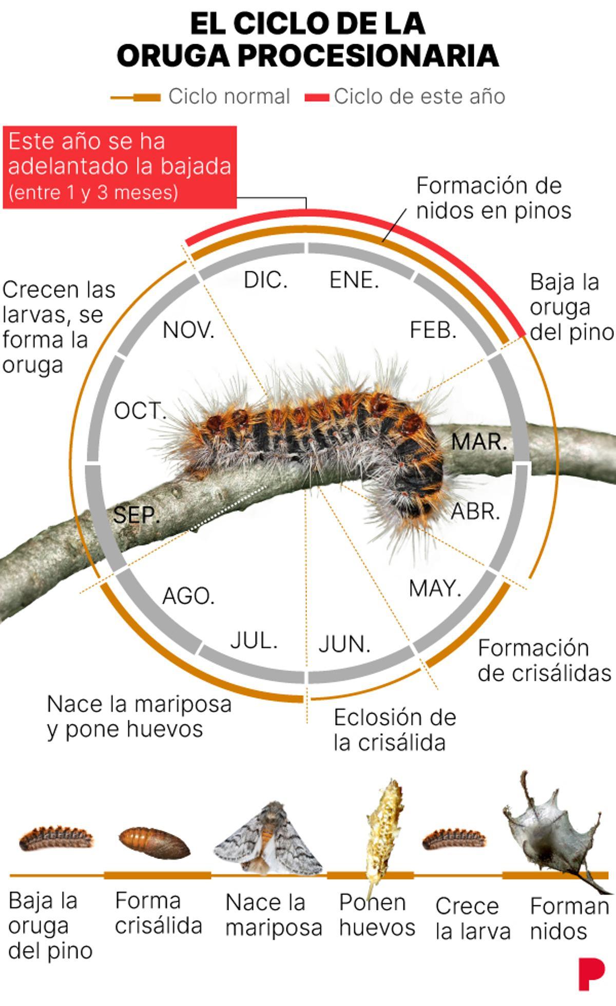 El ciclo de la oruga procesionaria.