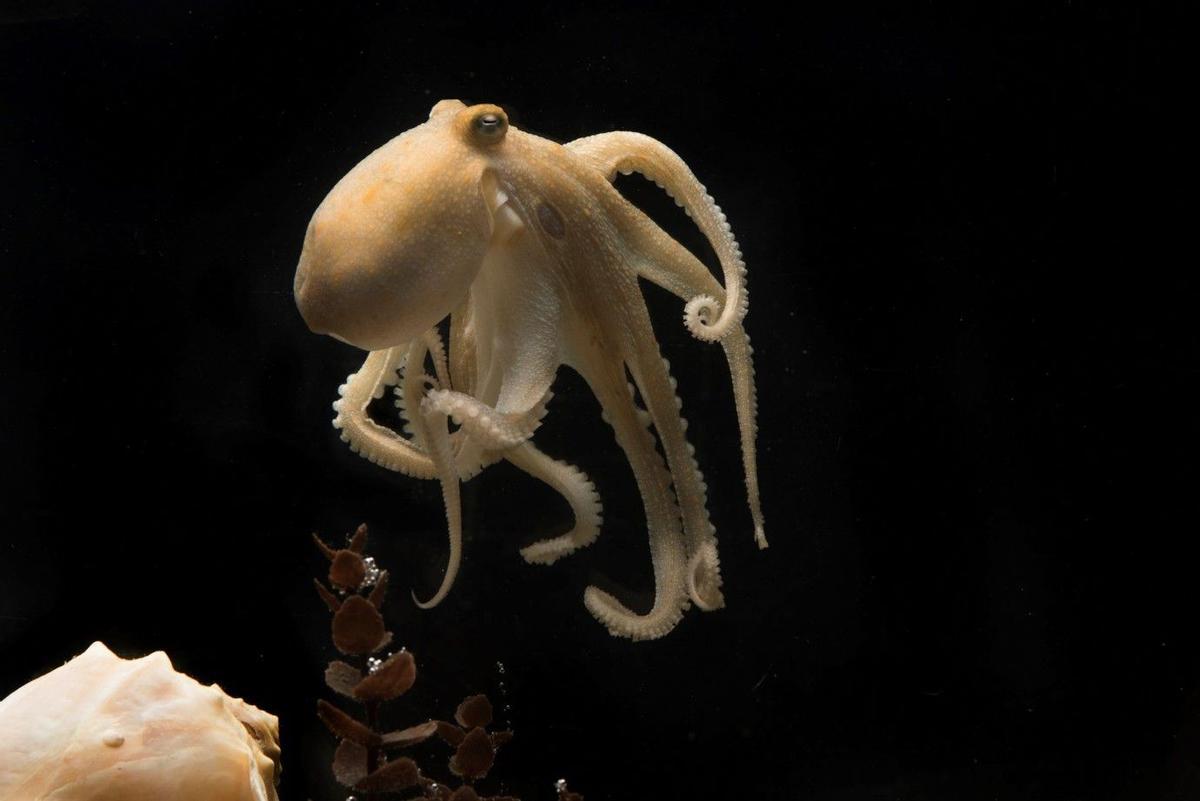 Como muchos pulpos, el pulpo de dos manchas de California (Octopus bimaculoides) decae y muere poco después de reproducirse.