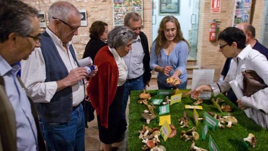 Bolets desde Valencia a la Antártida