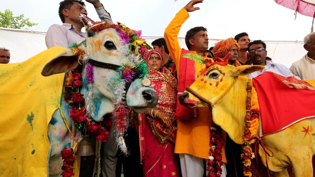 Matrimonio entre una vaca y un toro para apaciguar al dios de la lluvia en India