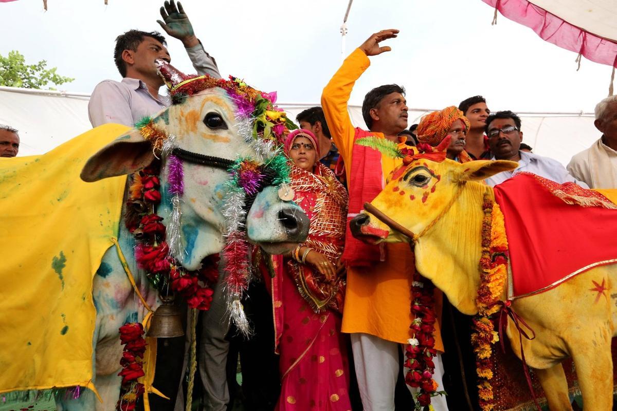 EPA2014. BHOPAL (INDIA), 16/07/2018.- Varias indios participan en la ceremonia de casamiento entre una vaca y un toro en Kalara, en la ciudad de Bhopal (India), hoy, 16 de julio de 2018. Los habitantes de esta región creen que este ritual hindú traerá lluvias. EFE/ Sanjeev Gupta