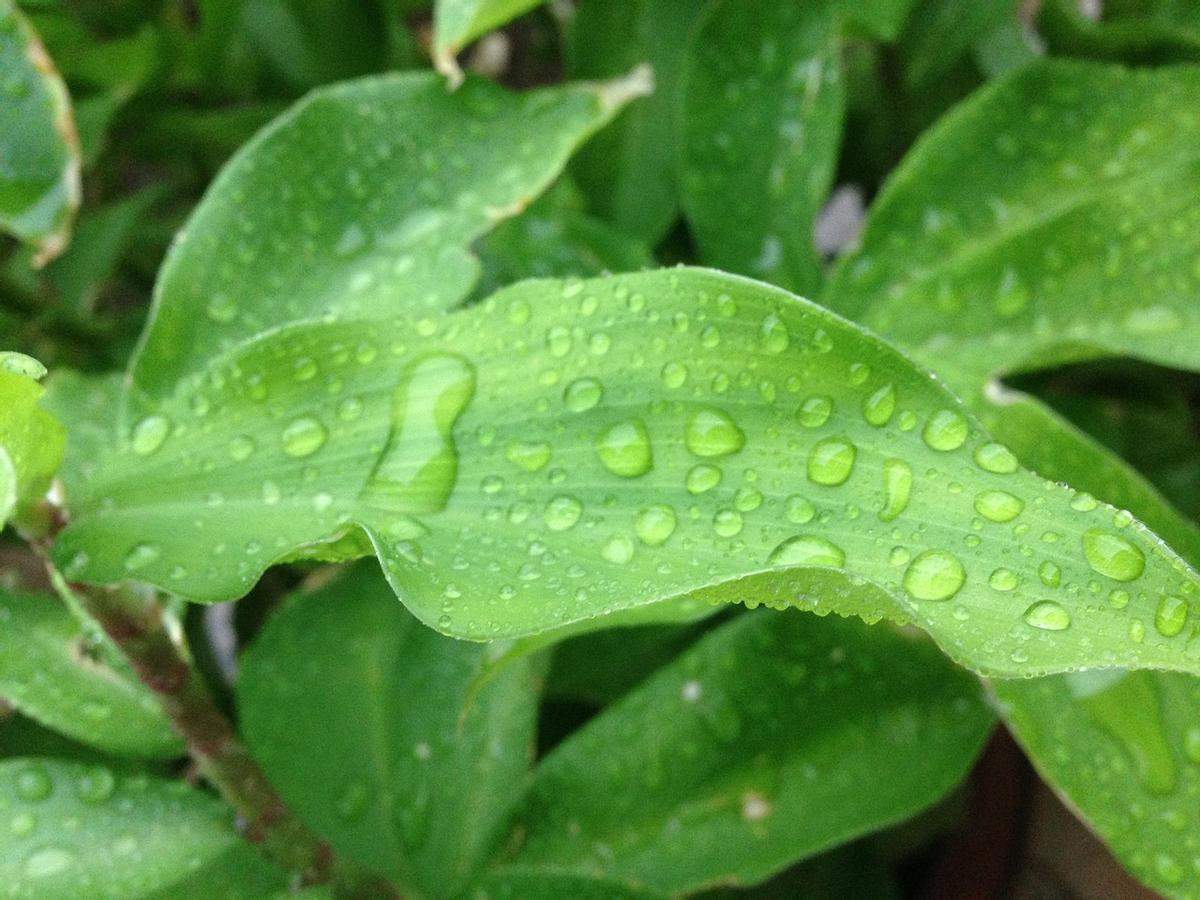 El sonido de las gotas cayendo acelera la germinación, según el estudio