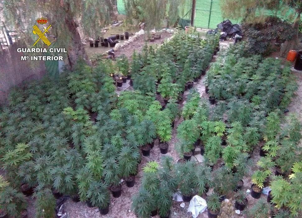 Desmantelan un activo punto de cultivo intensivo y procesamiento de marihuana en Mula