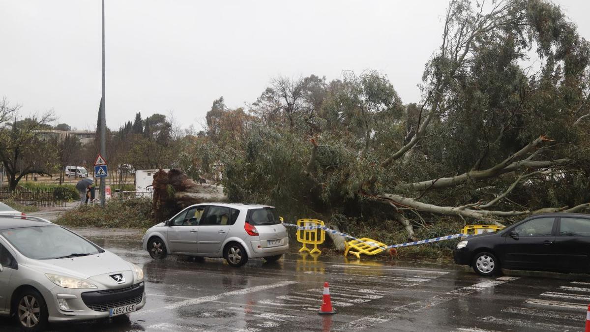 Las imágenes del paso del temporal de lluvia y viento por Córdoba