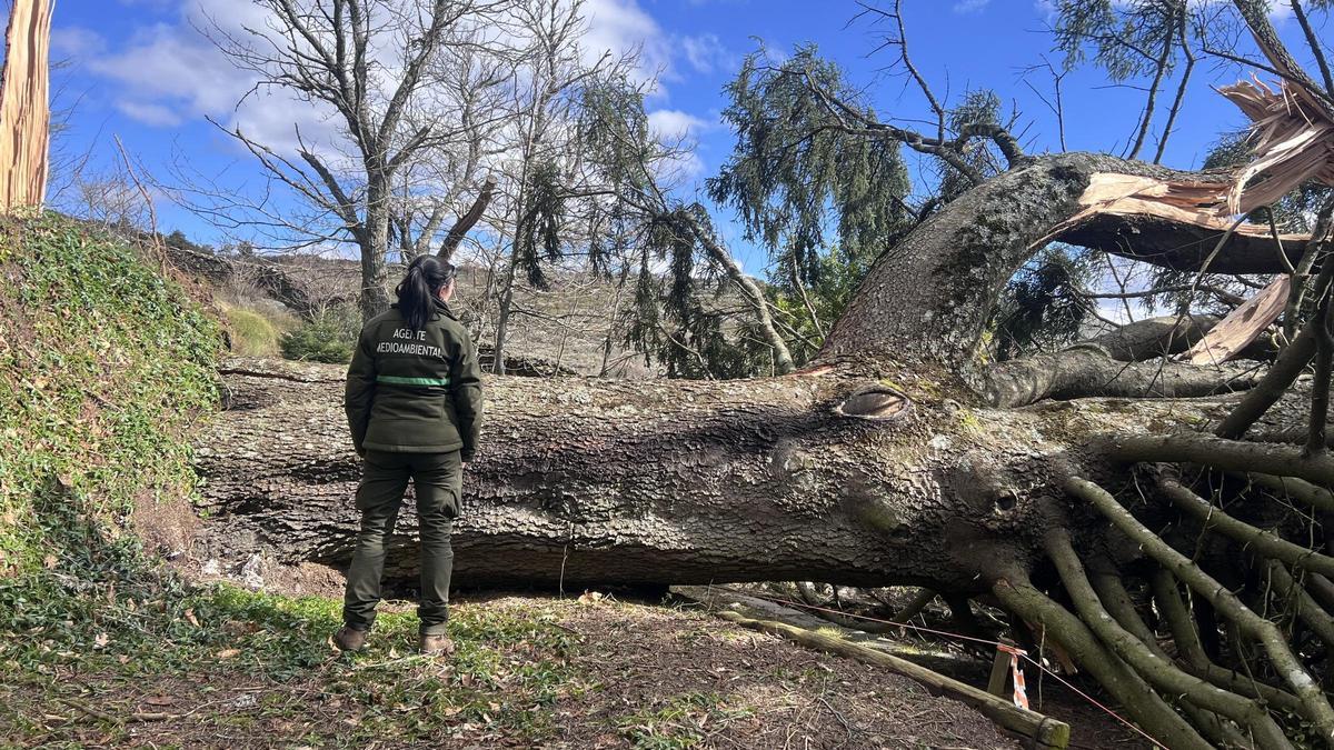 Pinsapo caído en el Fenal de Muelas de los Caballeros
