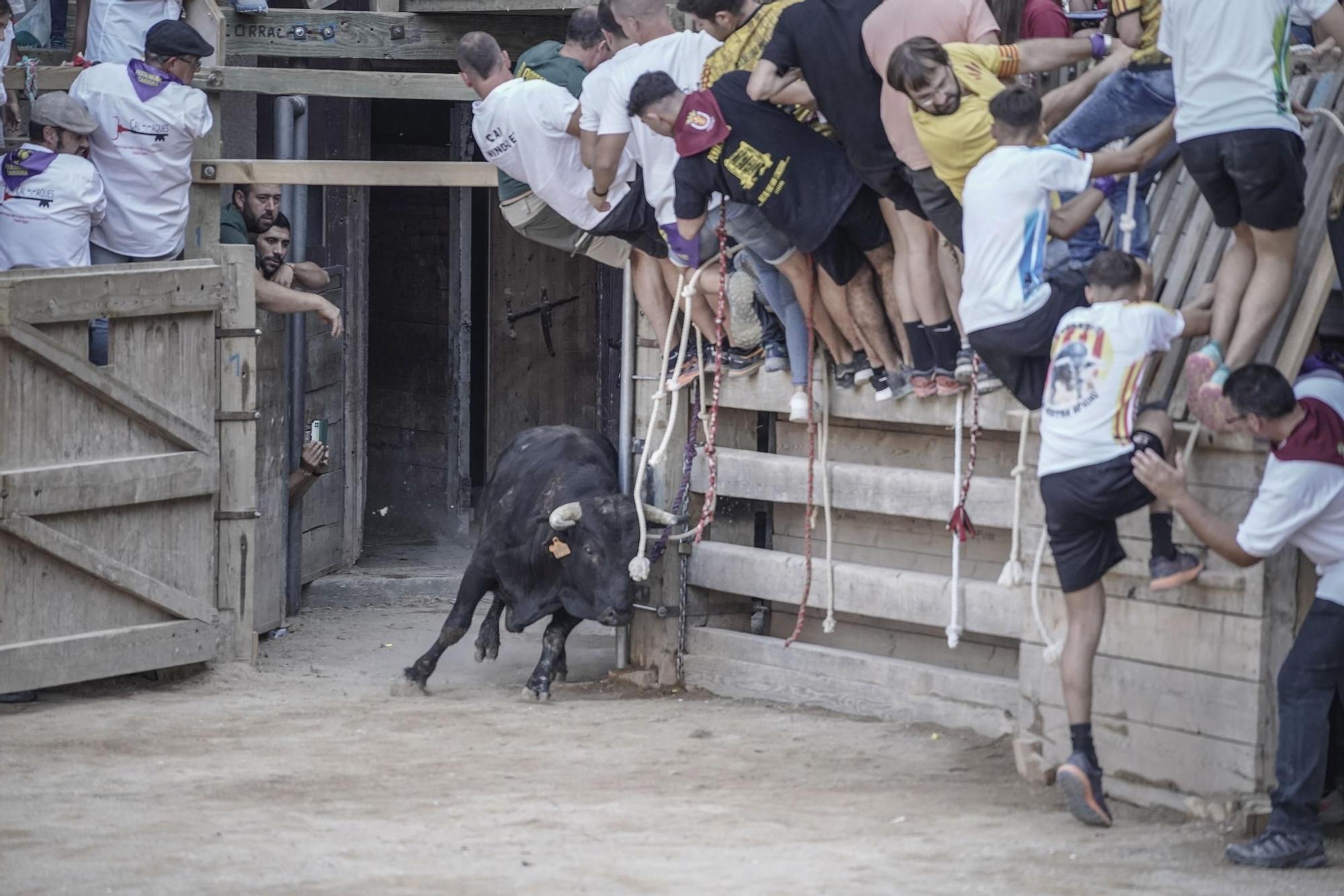 Correde bou de Cardona: imatges de la segona jornada