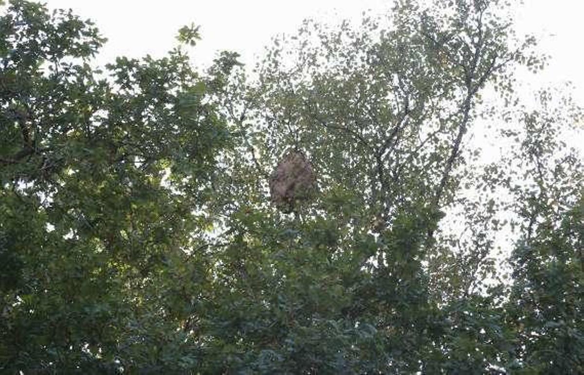Avispas asiáticas aniquilan cien enjambres de abejas en Nigoi y se apoderan de sus colmenas