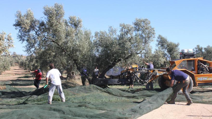 Recogida de aceituna en la comarca de Antequera.