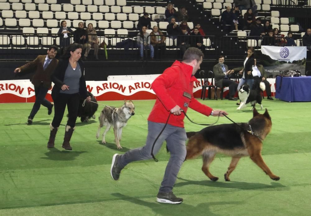 La Exposición Canina de Vigo cierra una nueva edición con grandes resultados.