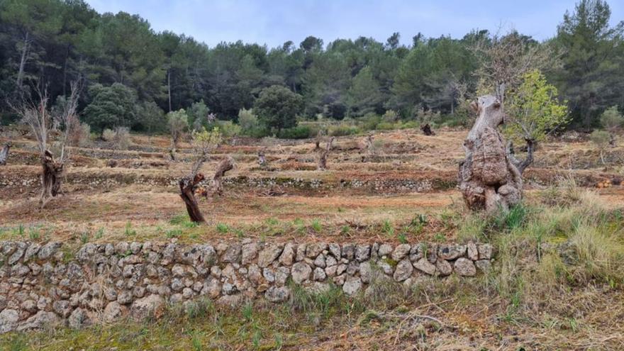 La finca de Galatzó recupera los bancales agrícolas de olivar