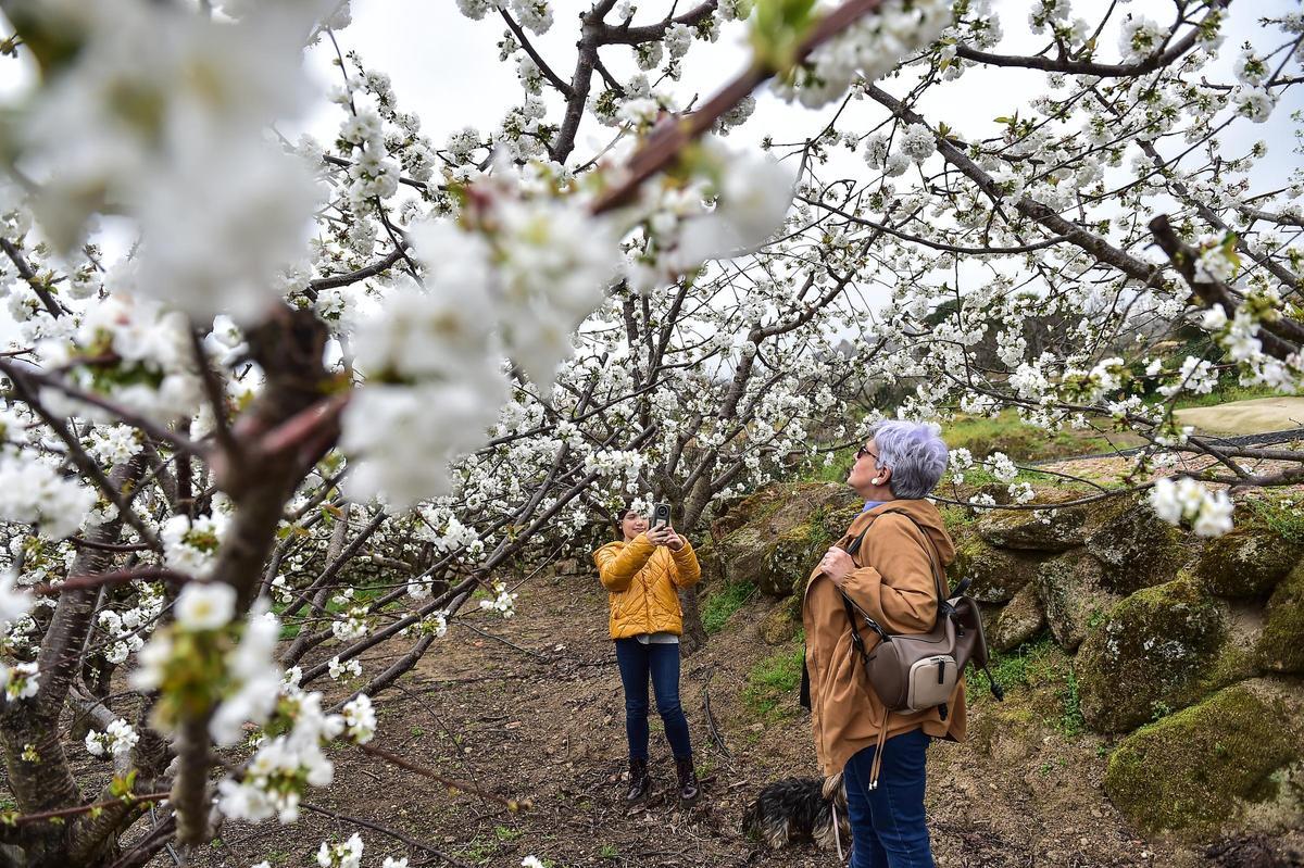 GALERÍA | El Jerte empieza a florecer GALERÍA | El Jerte empieza a florecer
