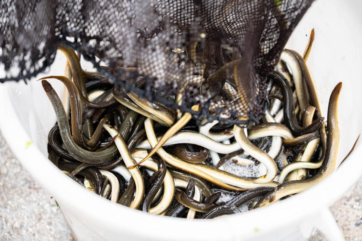 Descargas de anguila en la lonja de Carril.