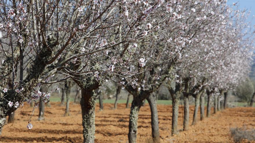 Viele neue Hotspots samt &quot;Beweisfotos&quot;: Hier sehen Sie ganz bestimmt Mandelblüten-Bäume auf Mallorca