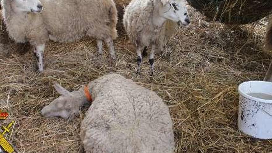 El maltrato animal no tiene perdón