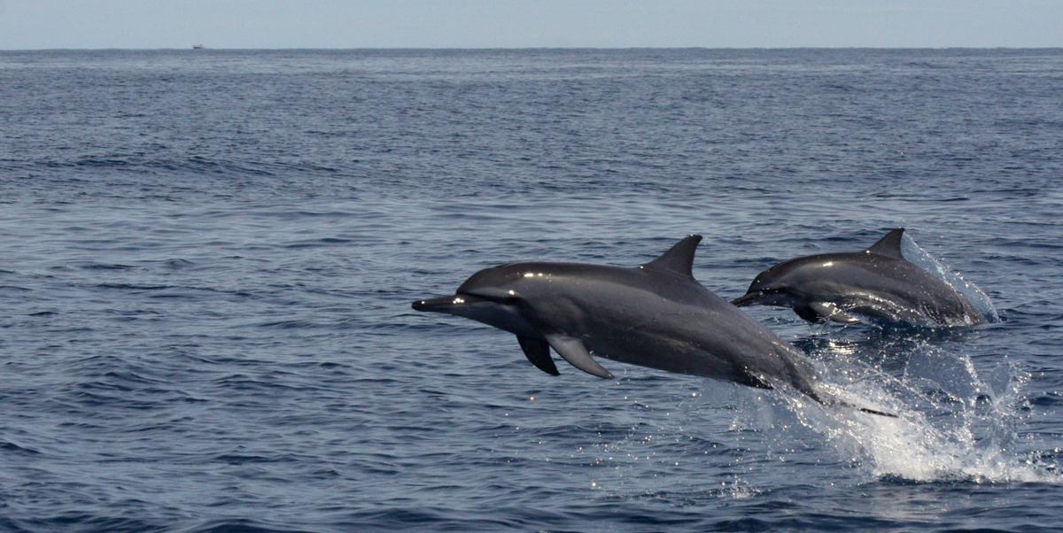 Un estudio revela que 78 ejemplares de delfines habitan en aguas de Cabrera