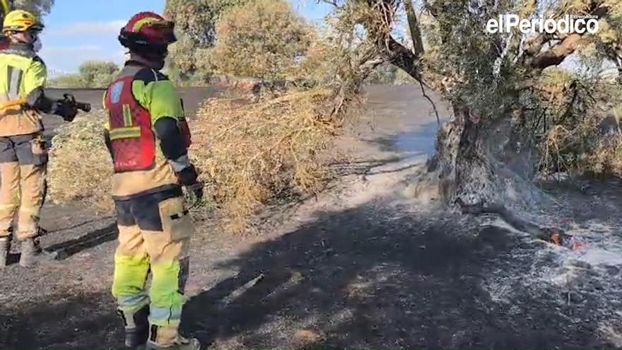 Video | Medios del Infoex y de la Diputación sofocan el incendio de las Viñas de la Mata