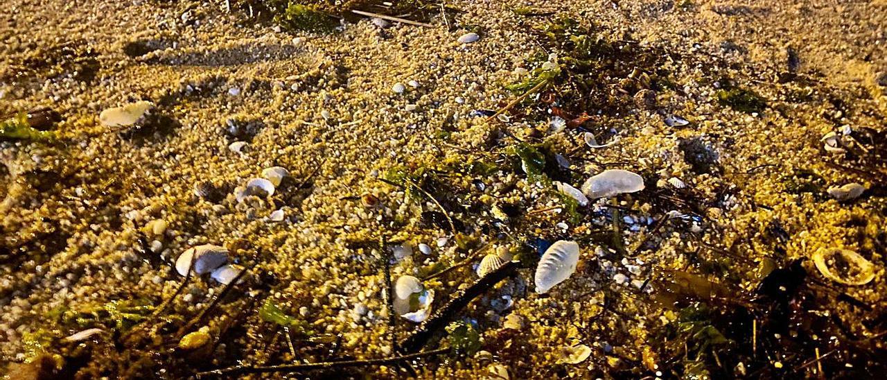 Imagen de las carabelas portuguesas localizadas en el arenal de Rodeira.   | // GONZALO NUÑEZ