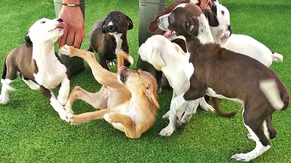 Grupo de perros rescatados por CAAN en Salvaterra.