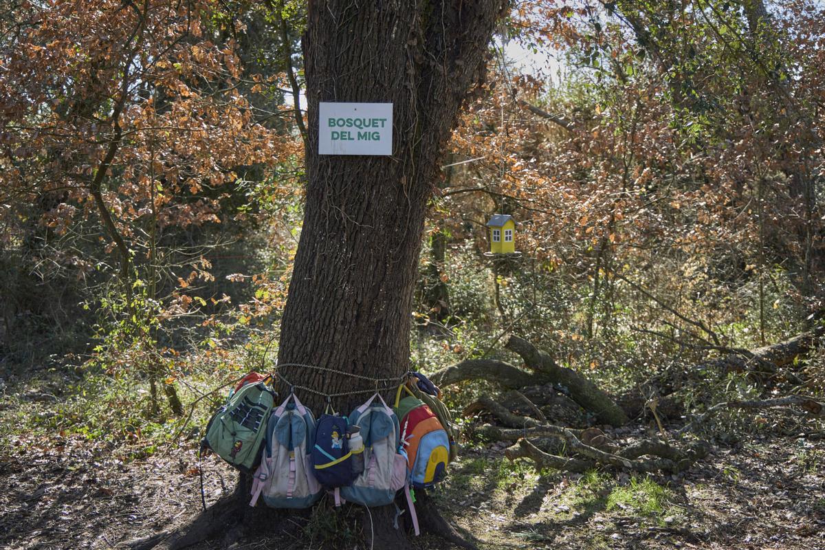 Motxilles penjades en una alzina.