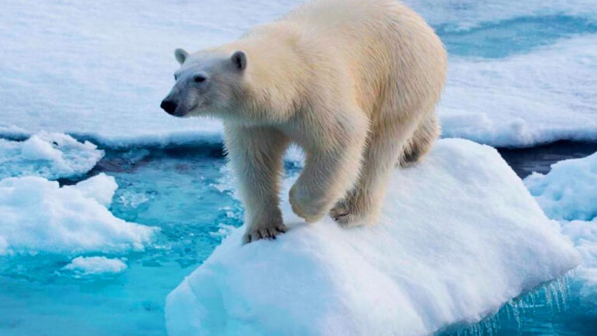 Buscar la tumba de Gengis Kan podría ayudar a la supervivencia de los osos polares