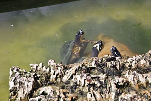 Rechtliches Tauziehen um tausend Schildkröten