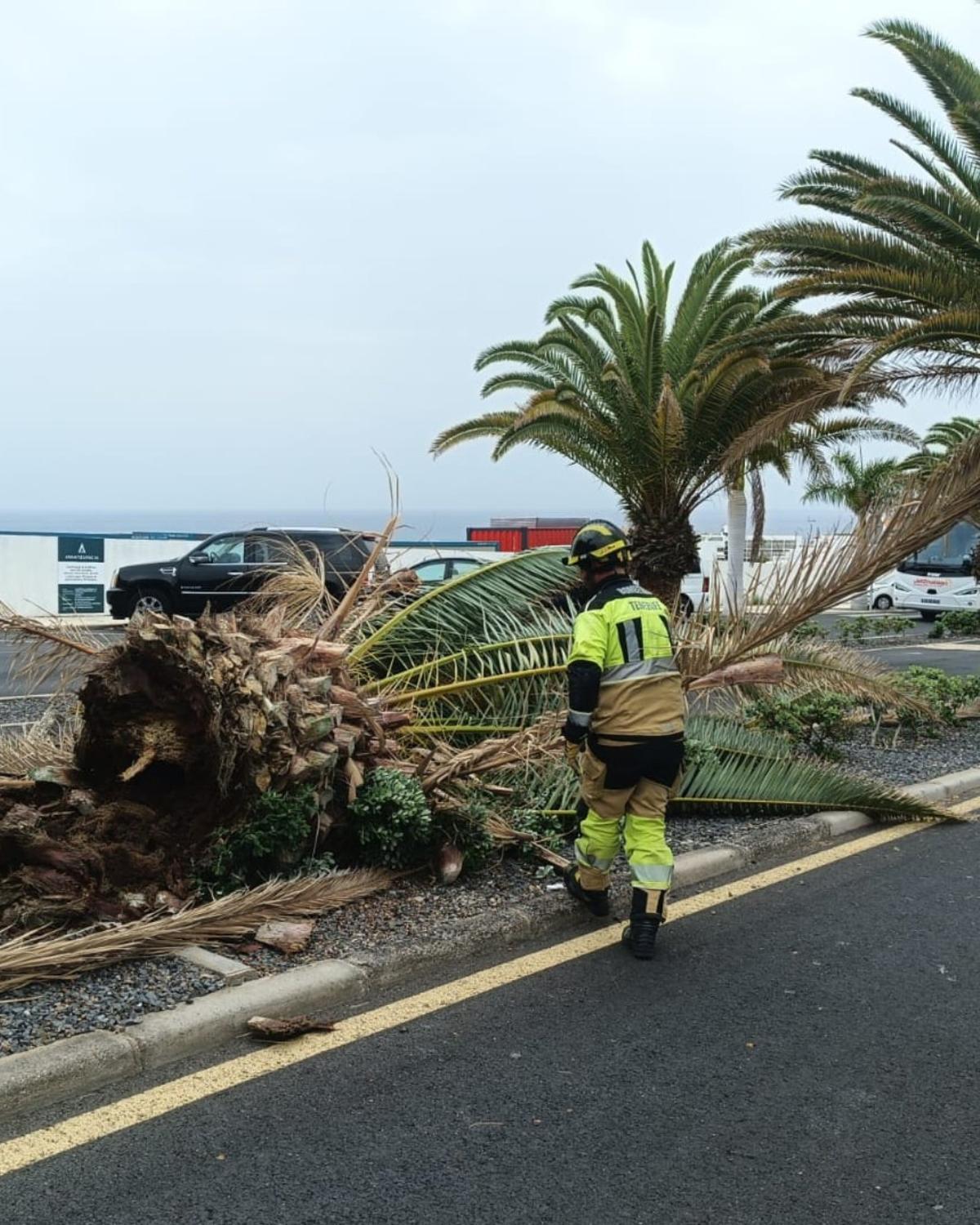 Caída de ramas y otros objetos este fin de semana en Tenerife a causa del viento