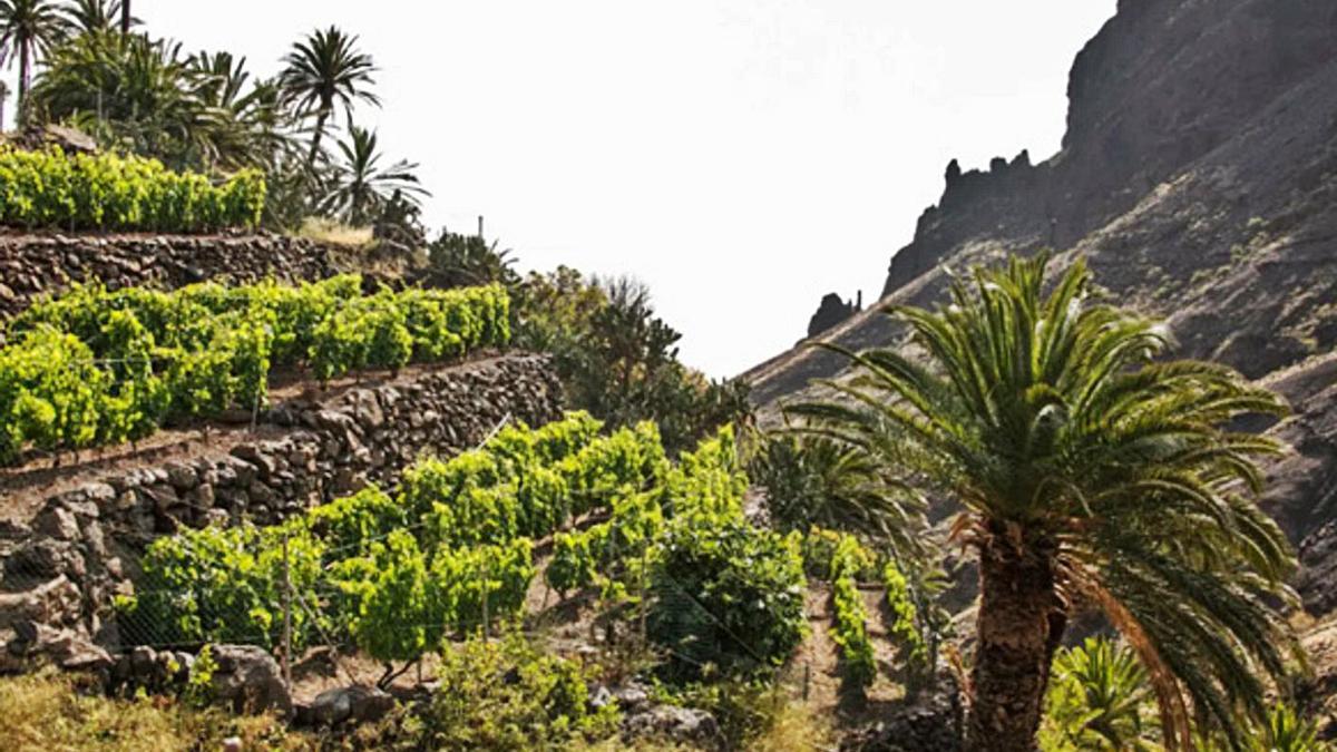 Zona de viñedos en La Gomera.