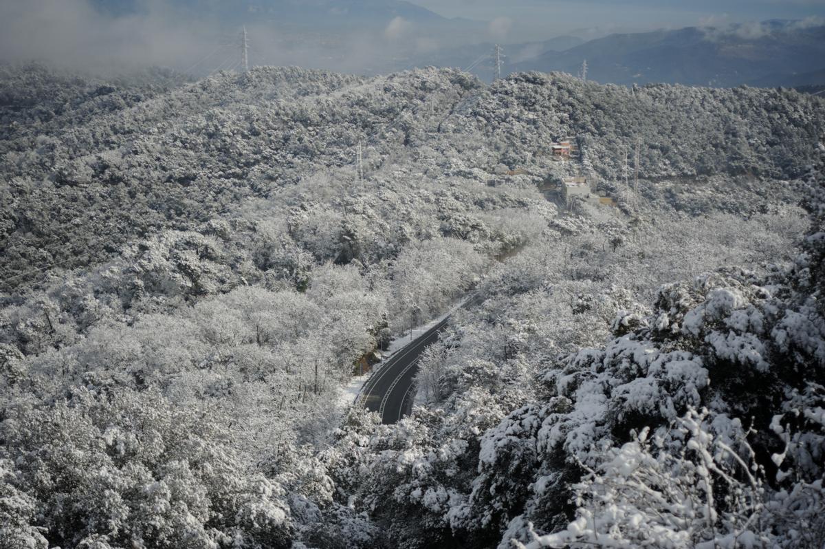 La nieve llega a Barcelona: Collserola, cubierta de blanco