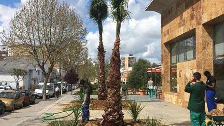 El consistorio plantará 47 palmeras y trabaja para la recuperación del arbolado