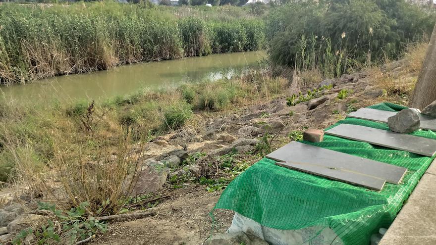 Los ecologistas advierten del grave impacto de las colonias de gatos en el espacio protegido de la desembocadura del Segura y las dunas de Guardamar