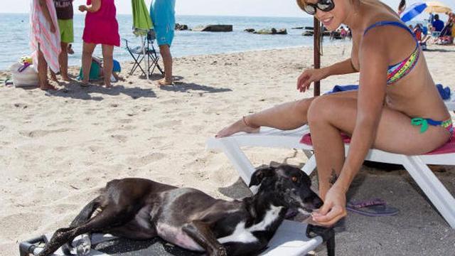 La zona amb més hotels per a mascotes és a la costa