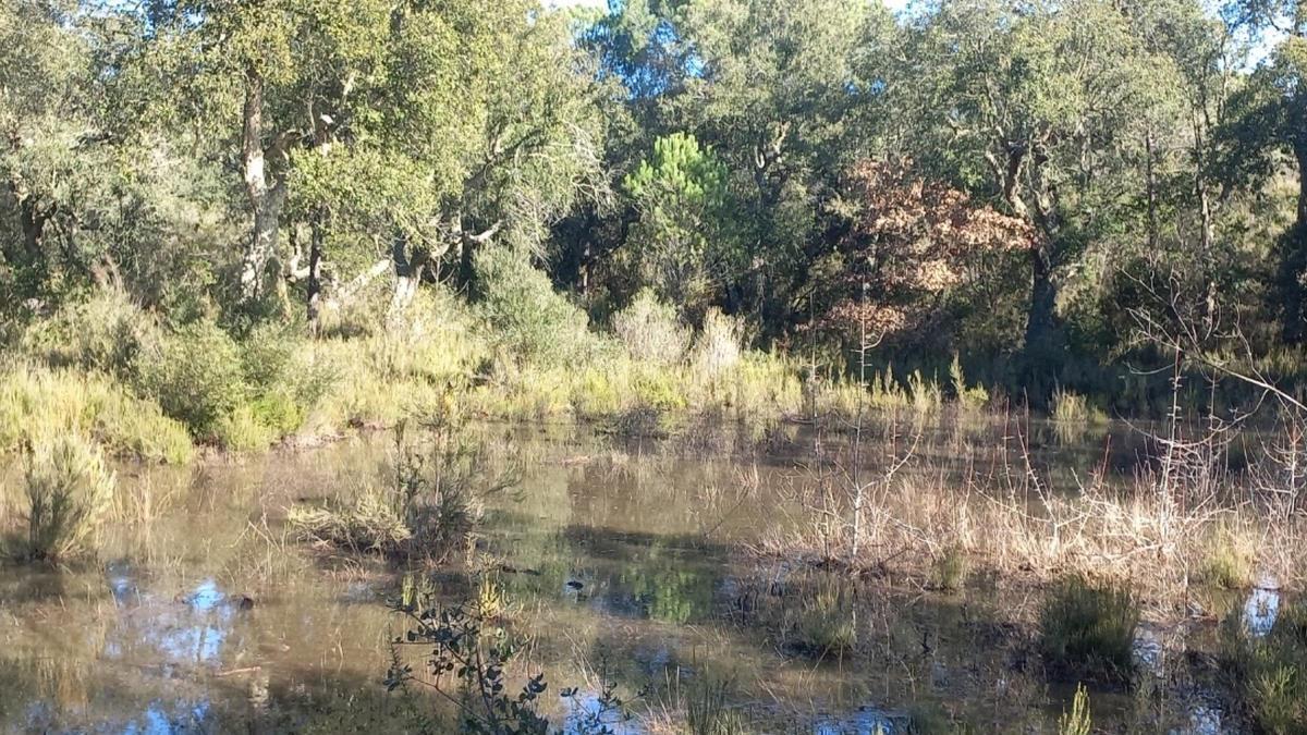 Una de les basses que hi ha a la finca que ha comprat el Consorci de les Gavarres per preservar la biodiversitat.