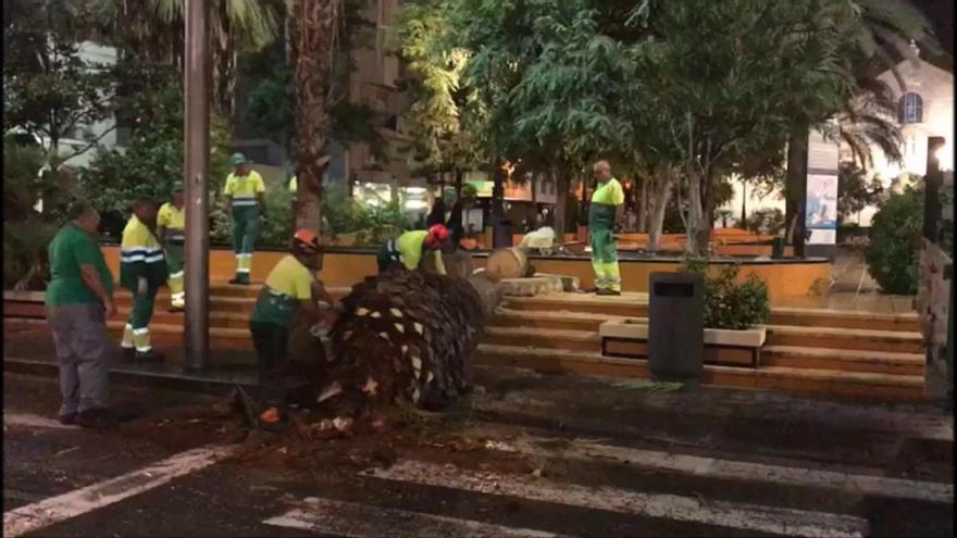 Talan otra palmera afectada por picudo en la plaza de la Constitución de Torrevieja