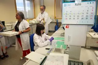Sin mejillón, ostra ni almeja en Galicia: todas las bateas cerradas y solo tres de cada diez zonas marisqueras abiertas