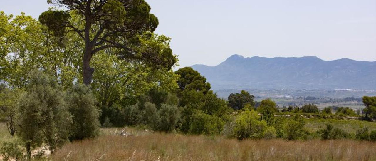 Paisaje del Pi de Cairent en Aielo de Malferit, donde se proyecta una de las macroplantas de la Vall d’Albaida. | PERALES IBORRA