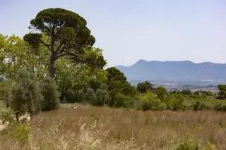 El Consell mantiene el bloqueo de seis macroplantas solares en la Vall