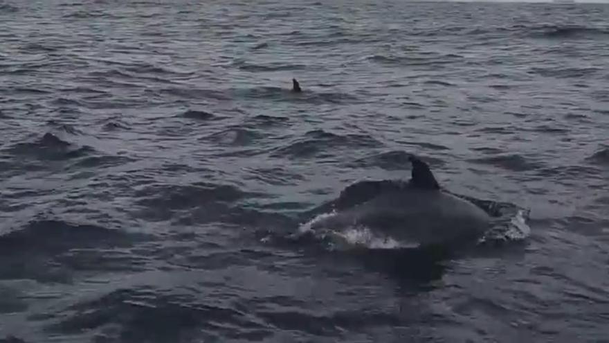 Los delfines se divierten en la playa de San Lorenzo, en Gijón