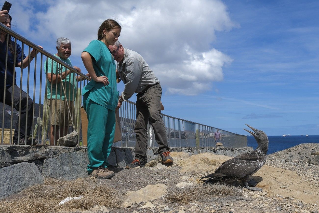 Suelta de un alcatraz en La Laja