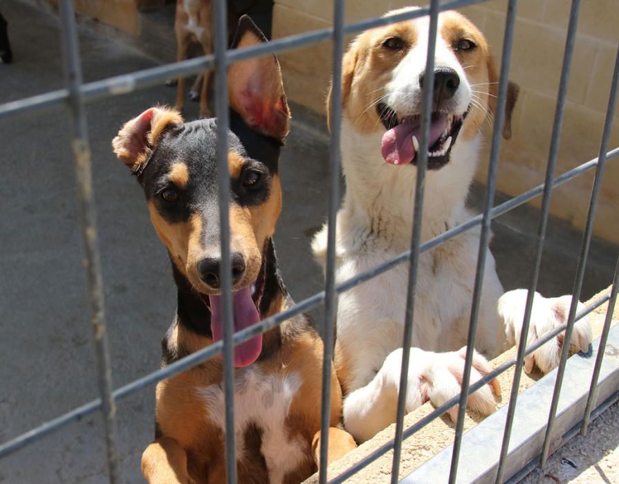 Visita a la Protectora de Animales y Plantas de Málaga